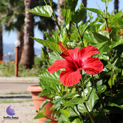 Hibiscus Palm Candle