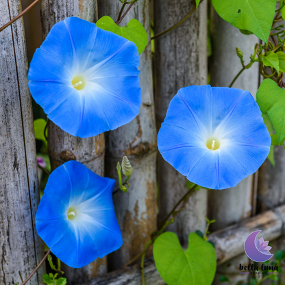 Moonflower