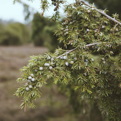 Juniperberry + Pine