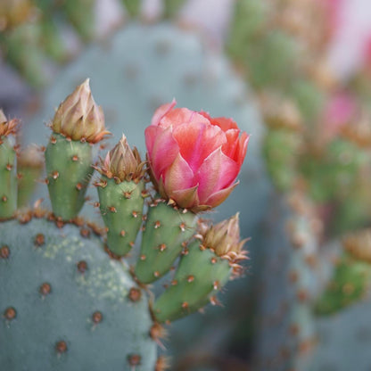 Baja Cactus Blossom