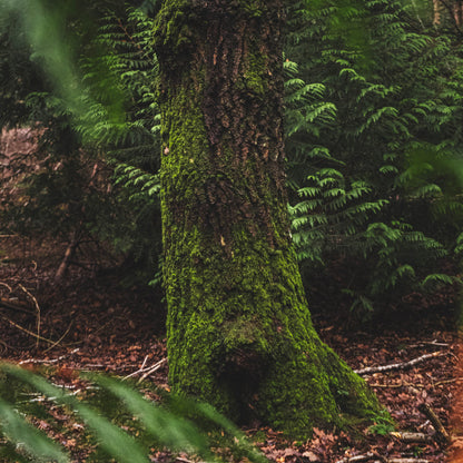 Oakmoss and Amber