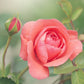 Sandalwood Rose