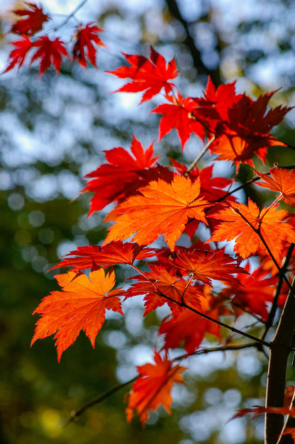 Autumn Leaves